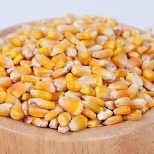Sweet Corn Seed